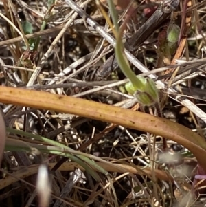 Thelymitra peniculata at Denman Prospect 2 Estate Deferred Area (Block 12) - suppressed