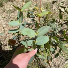 Eucalyptus camphora subsp. humeana (Mountain Swamp Gum) at Cotter River, ACT - 29 Oct 2023 by Tapirlord