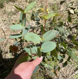 Eucalyptus stellulata at Lower Cotter Catchment - 29 Oct 2023 12:46 PM