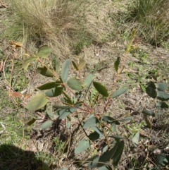 Eucalyptus stellulata at Lower Cotter Catchment - 29 Oct 2023 12:46 PM