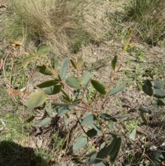 Eucalyptus camphora subsp. humeana at Lower Cotter Catchment - 29 Oct 2023