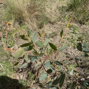 Eucalyptus stellulata at Lower Cotter Catchment - 29 Oct 2023 12:46 PM