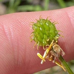 Ranunculus plebeius at Lower Cotter Catchment - 29 Oct 2023 12:39 PM