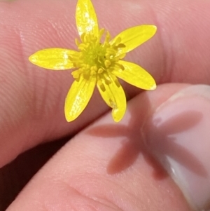 Ranunculus plebeius at Lower Cotter Catchment - 29 Oct 2023 12:39 PM