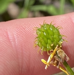 Ranunculus plebeius at Lower Cotter Catchment - 29 Oct 2023 12:39 PM