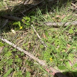 Ranunculus plebeius at Lower Cotter Catchment - 29 Oct 2023 12:39 PM