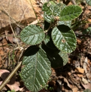 Pomaderris eriocephala at Lower Cotter Catchment - 29 Oct 2023 12:16 PM