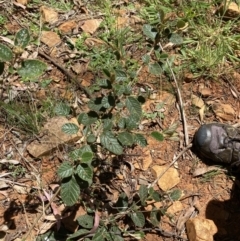 Pomaderris eriocephala at Lower Cotter Catchment - 29 Oct 2023