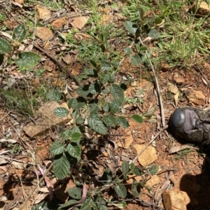 Pomaderris eriocephala at Lower Cotter Catchment - 29 Oct 2023 12:16 PM