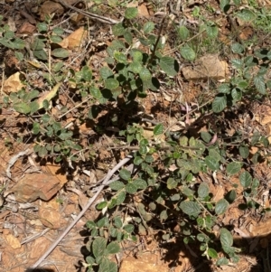 Pomaderris eriocephala at Lower Cotter Catchment - 29 Oct 2023 12:16 PM