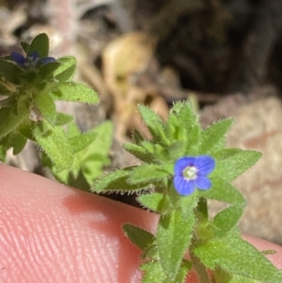 Veronica arvensis (Wall Speedwell) at Lower Cotter Catchment - 29 Oct 2023 by Tapirlord
