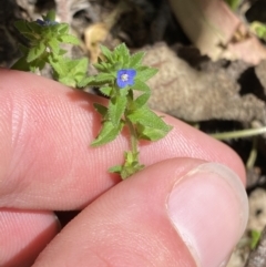Veronica arvensis at Lower Cotter Catchment - 29 Oct 2023