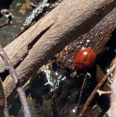 Paropsisterna rufobrunnea at Namadgi National Park - 29 Oct 2023 by Tapirlord