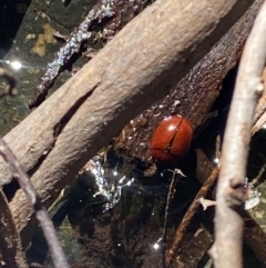 Paropsisterna rufobrunnea at Namadgi National Park - 29 Oct 2023