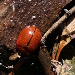 Paropsisterna rufobrunnea at Namadgi National Park - 29 Oct 2023