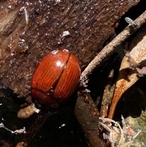 Paropsisterna rufobrunnea at Namadgi National Park - 29 Oct 2023 12:01 PM