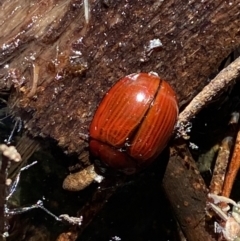 Paropsisterna rufobrunnea at Namadgi National Park - 29 Oct 2023