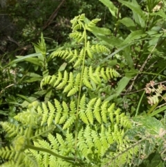 Hypolepis glandulifera (Downy Ground Fern) at Coree, ACT - 29 Oct 2023 by Tapirlord