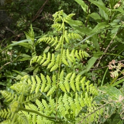 Hypolepis glandulifera (Downy Ground Fern) at Coree, ACT - 29 Oct 2023 by Tapirlord