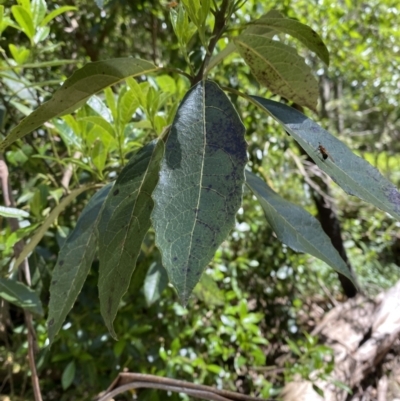 Hedycarya angustifolia (Austral Mulberry) at Coree, ACT - 29 Oct 2023 by Tapirlord