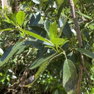 Hedycarya angustifolia at Namadgi National Park - 29 Oct 2023