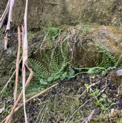 Asplenium trichomanes (Common Spleenwort) at Coree, ACT - 29 Oct 2023 by Tapirlord