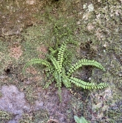 Asplenium trichomanes at Namadgi National Park - 29 Oct 2023