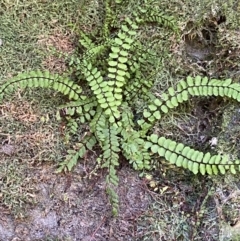 Asplenium trichomanes at Namadgi National Park - 29 Oct 2023