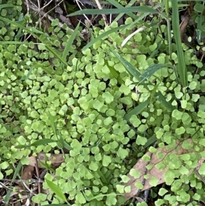 Adiantum aethiopicum at Namadgi National Park - 29 Oct 2023