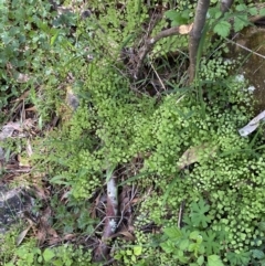 Adiantum aethiopicum at Namadgi National Park - suppressed