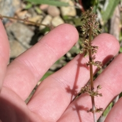 Rumex brownii (Slender Dock) at Coree, ACT - 29 Oct 2023 by Tapirlord