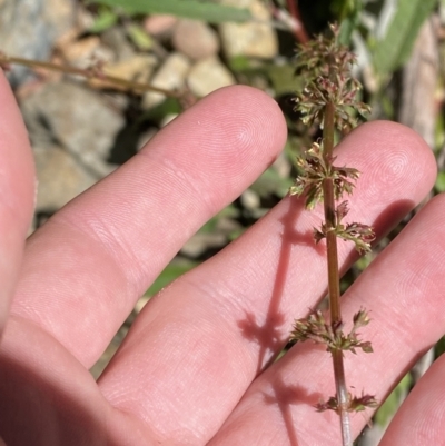 Rumex brownii (Slender Dock) at Namadgi National Park - 29 Oct 2023 by Tapirlord