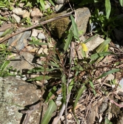 Rumex brownii at Namadgi National Park - 29 Oct 2023 11:44 AM