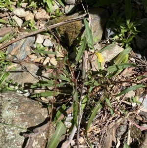 Rumex brownii at Namadgi National Park - 29 Oct 2023