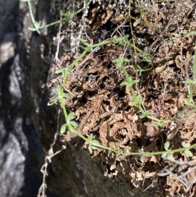 Galium polyanthum (Rockpile Bedstraw) at Coree, ACT - 29 Oct 2023 by Tapirlord