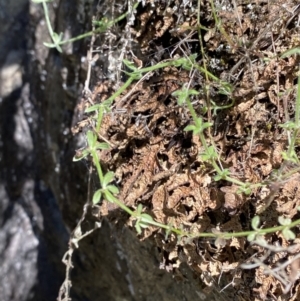 Galium polyanthum at Namadgi National Park - 29 Oct 2023