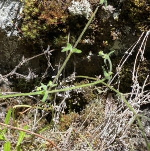 Galium polyanthum at Namadgi National Park - 29 Oct 2023