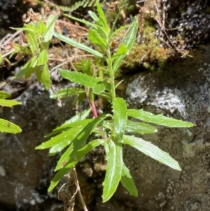 Epilobium billardiereanum subsp. hydrophilum at Namadgi National Park - 29 Oct 2023