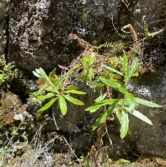 Epilobium billardiereanum subsp. hydrophilum at Namadgi National Park - 29 Oct 2023