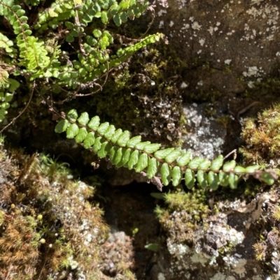 Asplenium trichomanes (Common Spleenwort) at Coree, ACT - 29 Oct 2023 by Tapirlord