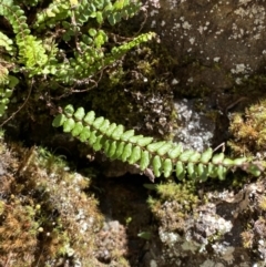 Asplenium trichomanes (Common Spleenwort) at Namadgi National Park - 29 Oct 2023 by Tapirlord