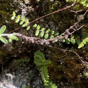 Asplenium trichomanes at Namadgi National Park - 29 Oct 2023