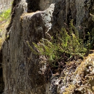 Asplenium trichomanes at Namadgi National Park - 29 Oct 2023