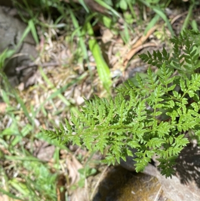 Cheilanthes austrotenuifolia (Rock Fern) at Coree, ACT - 29 Oct 2023 by Tapirlord