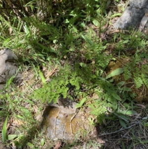 Cheilanthes austrotenuifolia at Namadgi National Park - 29 Oct 2023