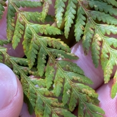 Hypolepis glandulifera (Downy Ground Fern) at Coree, ACT - 29 Oct 2023 by Tapirlord