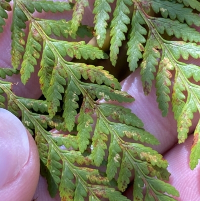 Hypolepis rugosula (Ruddy Ground-Fern) at Uriarra Village, ACT - 29 Oct 2023 by Tapirlord