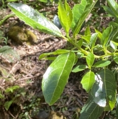 Hedycarya angustifolia (Austral Mulberry) at Namadgi National Park - 29 Oct 2023 by Tapirlord