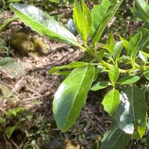 Hedycarya angustifolia at Namadgi National Park - 29 Oct 2023