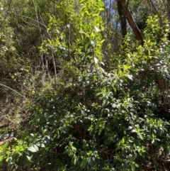 Hedycarya angustifolia at Namadgi National Park - 29 Oct 2023